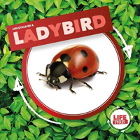 Ladybird (Holmes Kirsty)(Pevná vazba)